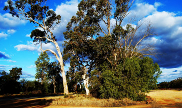 Картинка природа деревья тучи лес