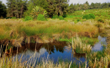 Картинка природа реки озера лес лето трава река луг