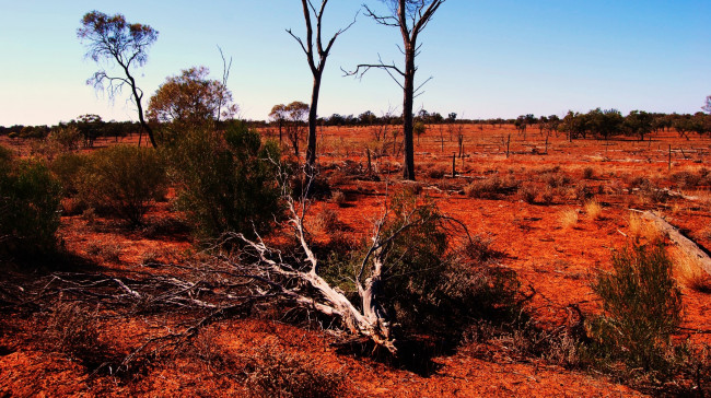 Обои картинки фото природа, другое, саванна, красная, почва, трава, кусты, сушь