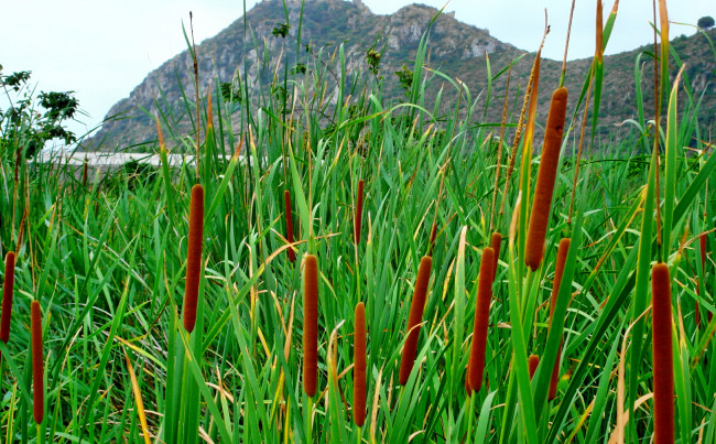 Обои картинки фото природа, другое, океан, залив, горы, трава, рогоз