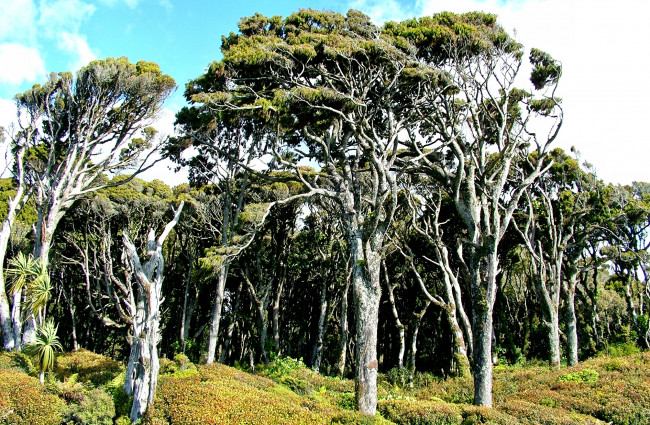 Обои картинки фото природа, лес, облака, трава, деревья