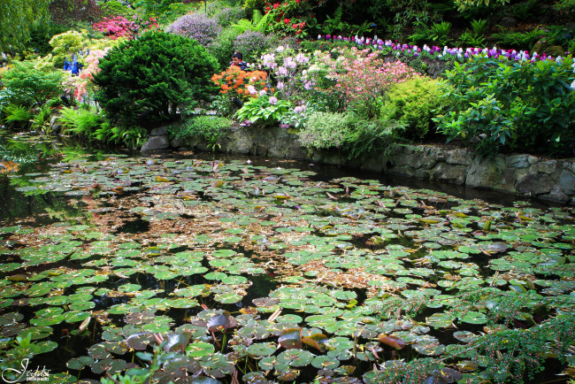 Обои картинки фото butchart, gardens, canada, природа, парк, водоем, цветы, кусты