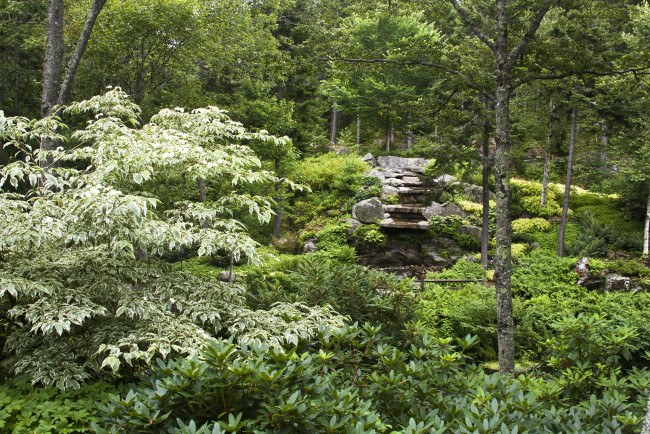 Обои картинки фото природа, лес, растения