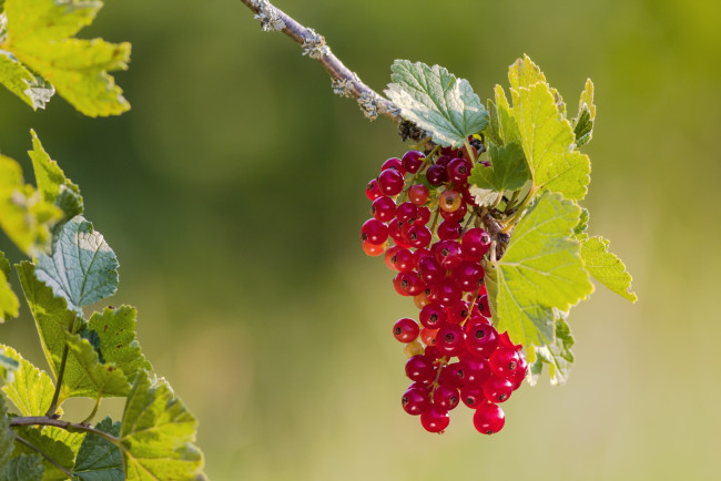 Обои картинки фото природа, Ягоды, красная, смородина
