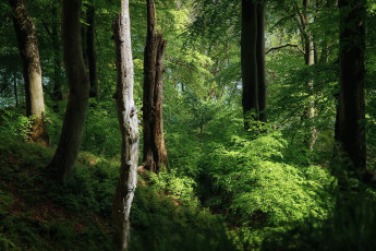 Картинка природа лес простор