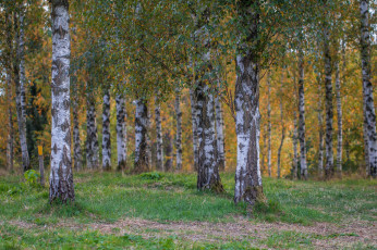 Картинка природа лес