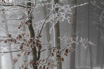 Картинка природа лес