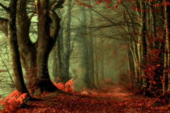 Картинка природа лес осень