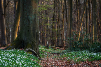 Картинка природа лес простор