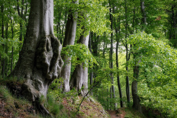 Картинка природа лес простор