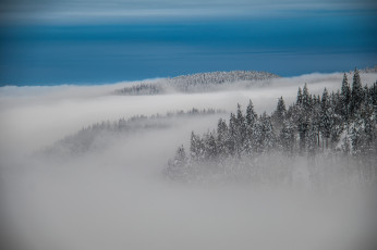 Картинка природа лес туман