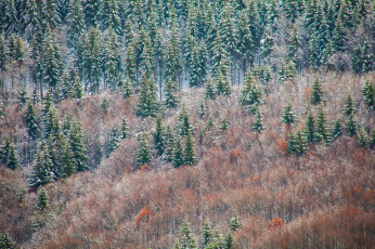 Картинка природа лес ёлки