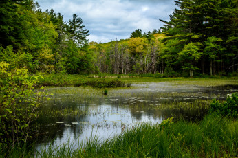 Картинка природа реки озера река лес