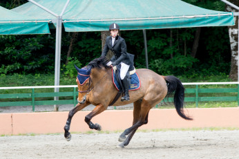 Картинка спорт конный+спорт конный препятствия наездница лошадь