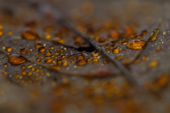 Картинка природа макро