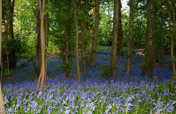 Картинка природа лес простор