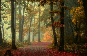 Картинка природа лес осень