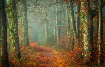 Картинка природа лес осень