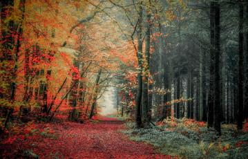 Картинка природа лес осень