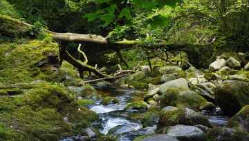 Картинка природа реки озера лес река