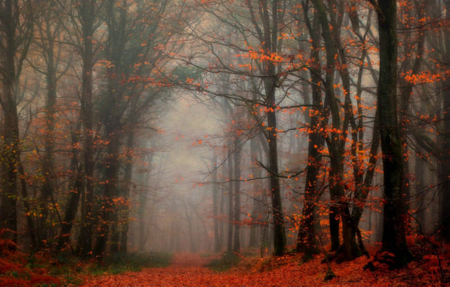Обои картинки фото природа, лес, осень