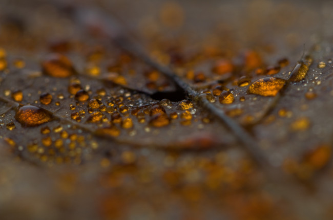 Обои картинки фото природа, макро