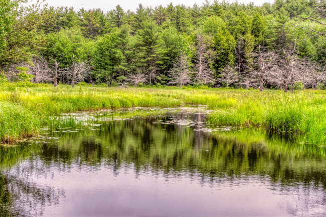 Обои картинки фото природа, реки, озера, река, лес