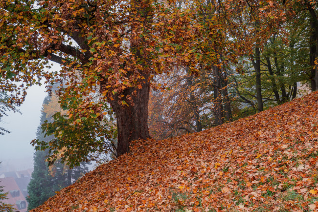 Обои картинки фото природа, деревья, осень