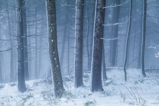 Обои картинки фото природа, лес