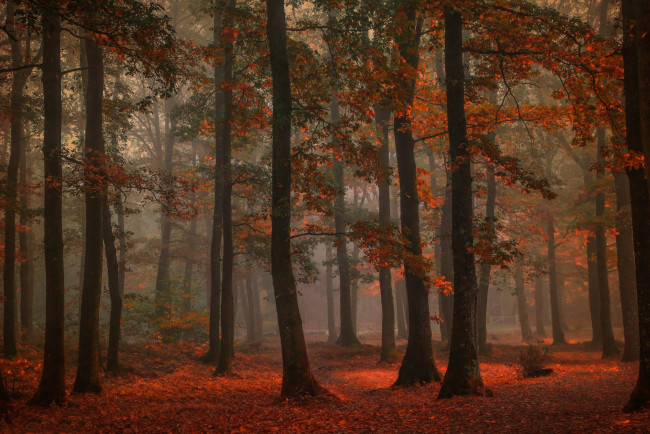 Обои картинки фото природа, лес, осень