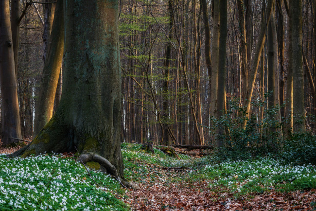 Обои картинки фото природа, лес, простор