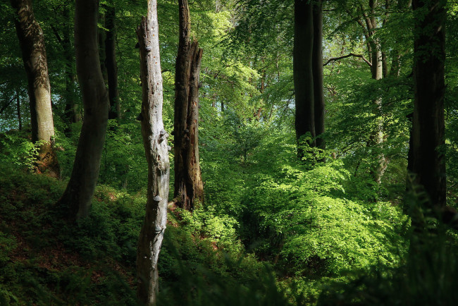 Обои картинки фото природа, лес, простор