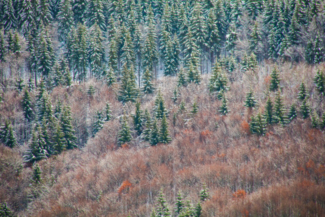 Обои картинки фото природа, лес, ёлки