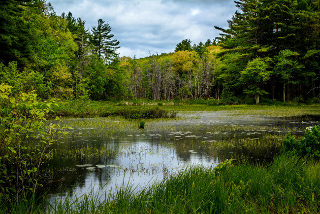 Обои картинки фото природа, реки, озера, река, лес