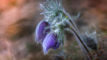 Картинка цветы анемоны +сон-трава сон-трава