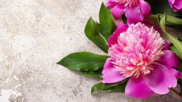 Картинка цветы пионы розовый