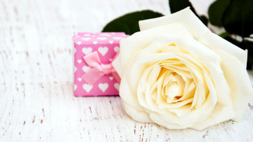 Картинка цветы розы бутон