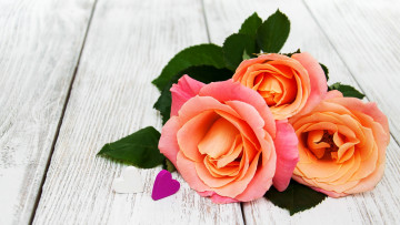 Картинка цветы розы персиковый