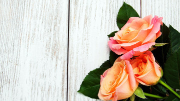 Картинка цветы розы персиковый