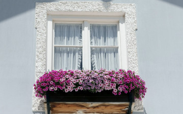 Картинка цветы петунии +калибрахоа петуния