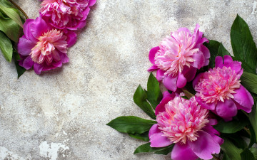 Картинка цветы пионы розовый