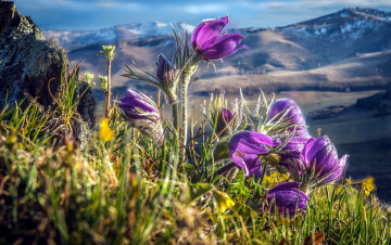 Картинка цветы анемоны +сон-трава сон-трава