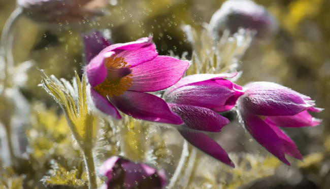 Обои картинки фото цветы, анемоны,  сон-трава, сон-трава