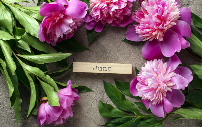 Обои картинки фото цветы, пионы, розовый