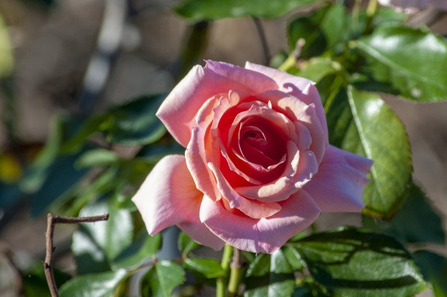 Обои картинки фото цветы, розы, бутон