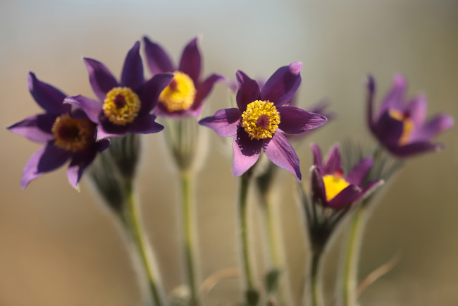 Обои картинки фото цветы, анемоны,  сон-трава, сон-трава