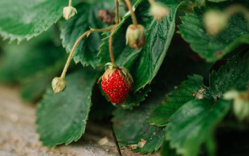 Картинка природа ягоды клубника