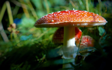 Картинка природа грибы +мухомор грибная семейка мухоморы