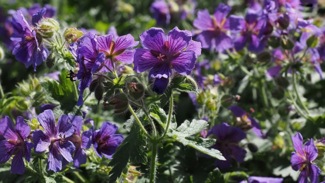 Обои картинки фото цветы, герань, лиловая, полевая