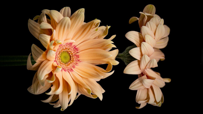 Обои картинки фото цветы, герберы, макро